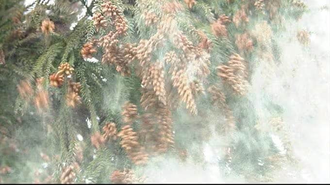 【スギ花粉】1シーズンで「人差し指の爪ほどの面積に1000個」の計算に！対策は？「通常の眼鏡でも、眼表面への花粉付着が約30〜50％程度減少」の報告も