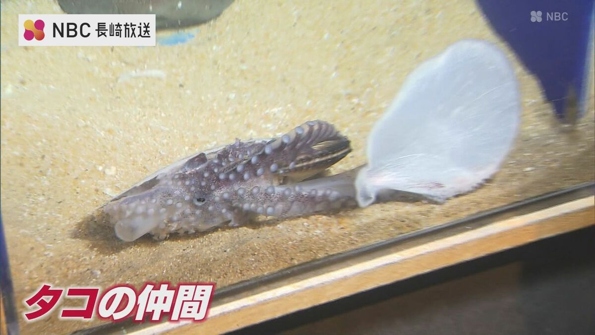 貝」なのに「タコ」？ 生きた姿は超貴重 謎多きアオイガイが佐世保市