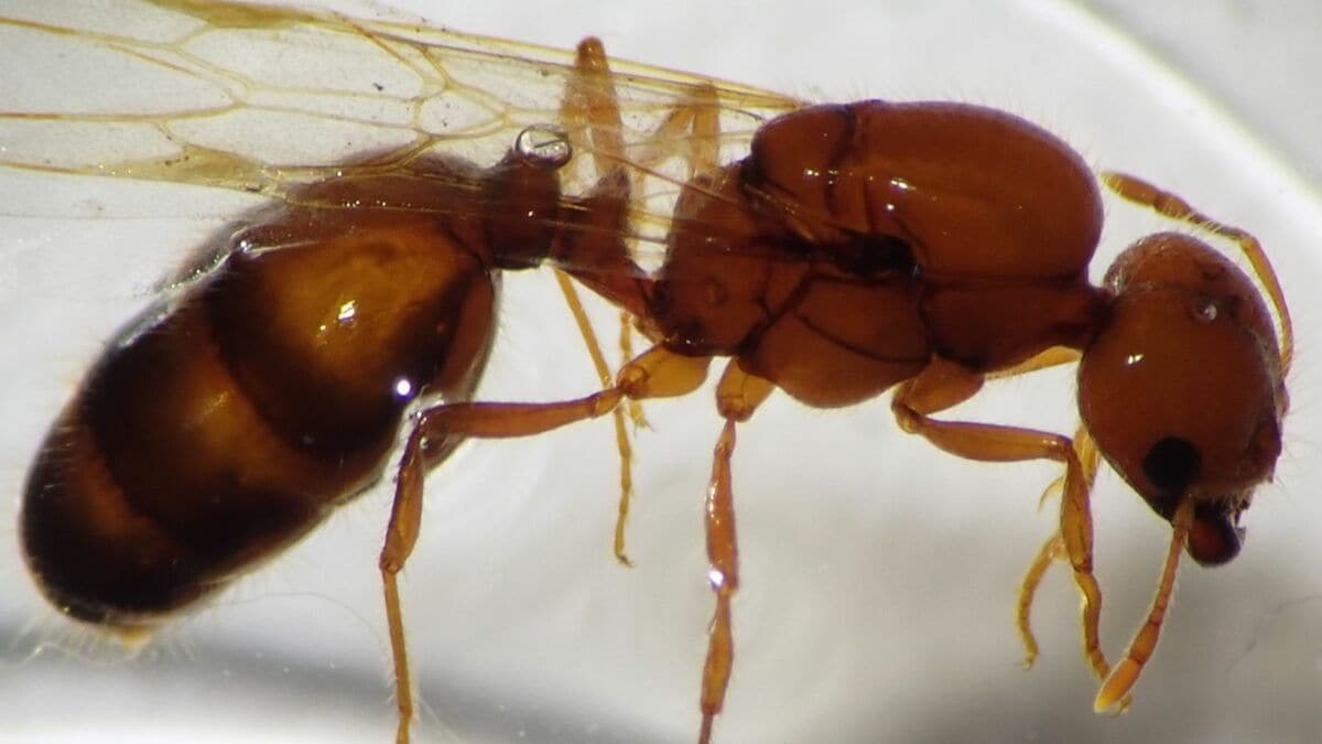 強毒持つ特定外来生物「アカカミアリ」女王アリ 愛知県で初確認 コンテナヤード塗装の継ぎ目に働きアリ500匹 巣作ったか