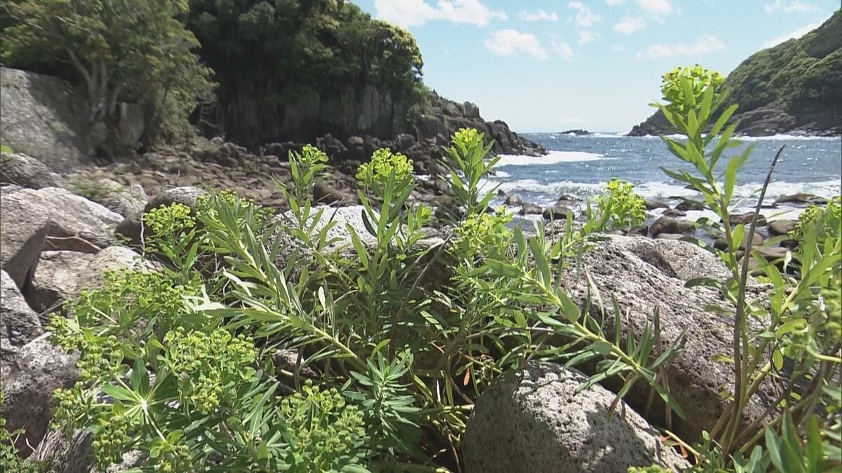 黄色い花つけるイワタイゲキ見ごろ 熊野灘の潮風に揺れる…数少ない群生地の井内浦海岸 三重・熊野市