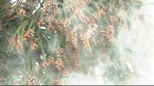 【スギ花粉】1シーズンで「人差し指の爪ほどの面積に1000個」の計算に！対策は？「通常の眼鏡でも、眼表面への花粉付着が約30〜50％程度減少」の報告も|TBS NEWS DIG