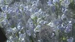 母の日にさわやかなブルーの花束「デルフィニウム」を贈りませんか？ 北海道新ひだか町|TBS NEWS DIG