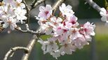 桜に菜の花…県内各地から「春の便り」続々と|TBS NEWS DIG