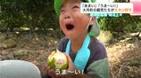 「あまい」「うま~い!」高知県大月町の園児たちがミカン狩り 極早生品種・味は上々 | 高知のニュース・天気|KUTV NEWS | KUTVテレビ高知