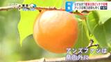 リピーター続出のジャム作りは満員御礼!「1日中電話が鳴りっぱなしの状態…」一目十万本のアンズの里に訪れた例年より早い収穫シーズン…今だけ生で食べられる「あんずフェア」も大盛況 | SBC NEWS | 長野のニュース | SBC信越放送