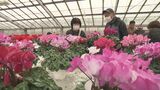 2000鉢が完売　高校生栽培のシクラメンの販売会　福島　|　福島のニュース│TUF