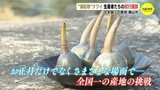 “縁起物” クワイ　全国一の産地 広島･福山市で試行錯誤　出荷量も農家も減…　|　RCC NEWS | 広島ニュース | RCC中国放送
