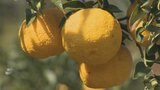 特産のユズ収穫が最盛期 収穫されたユズを無駄にしない最先端の工場も本格稼働|TBS NEWS DIG