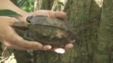 リュウキュウヤマガメ 交通事故のけがから回復 やんばるの自然にかえる | 沖縄のニュース|RBC 琉球放送