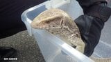【速報】滋賀・大津市のアパート駐車場に「サバンナオオトカゲ」　滋賀県警が所有者捜す　|　MBSニュース | 関西の最新ニュースを分かりやすく。