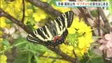 陽気に誘われ「春の女神」が羽化　京都・福知山で絶滅危惧種ギフチョウが羽根広げる　37年前から飼育の大地さん「いつ見てもかわいい」|TBS NEWS DIG