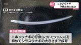 ニホンウナギの仔魚を稚魚の大きさまでに生育 宮崎県水産試験場が県内で初めて成功 | MRTニュース | MRT宮崎放送