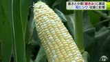 一粒一粒に甘み「嶽きみ」に異変　高温や少雨で生育に影響　青森県弘前市|TBS NEWS DIG
