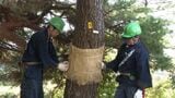立冬に合わせ「コモ巻き」作業 旧東海道の箱根松並木も冬支度＝静岡・三島市|TBS NEWS DIG