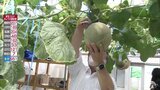 １年中メロンが収穫可能に！？実際の経営規模に近い大型施設で実証試験開始（青森・つがる市）　|　青森のニュース│ATV NEWS│青森テレビ