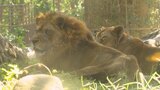とべ動物園のライオン「バリー」が死ぬ　18歳の大往生「たくさんの思い出をありがとう」愛媛県　|　愛媛のニュース - Nスタえひめ｜あいテレビは6チャンネル
