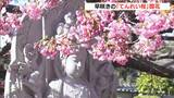 早咲きの“てんれい桜”が見頃…先々代の“てんれい和尚”が友人にもらい受けた河津桜 三重県志摩市の大慈寺 | 名古屋・愛知・岐阜・三重のニュース【CBC news】 | CBC web