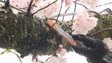 幹の空洞化などで倒木の危険も…サクラの木が“老朽化”「美しい花をいつまでも」対策は待ったなし=静岡　|　静岡のニュース | SBSNEWS | 静岡放送
