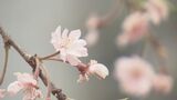 「復興には終わりがない」震災からの復興願い、サクラ植樹 福島・猪苗代町 | 福島のニュース│TUF