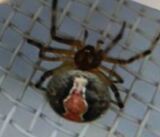 噛まれたら危険　毒を持つセアカゴケグモ1匹が長野市の集合住宅で見つかる　住民が殺虫剤で駆除し健康被害なし　県内では6例目の確認|TBS NEWS DIG