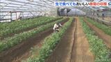 「生で食べてもおいしい」 春菊の収穫が最盛期に 地域のブランド品にも認定 愛知・田原市 | 名古屋・愛知・岐阜・三重のニュース【CBC news】 | CBC web
