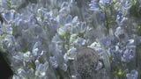 母の日にさわやかなブルーの花束「デルフィニウム」を贈りませんか? 北海道新ひだか町|TBS NEWS DIG