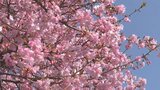 「ぜひ来てください」　静岡県河津町の町長らが2月開催の「河津桜まつり」をPR|TBS NEWS DIG
