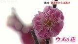 富山県内は次第に下り坂　日中気温上昇でなだれに注意　公園のウメは満開|TBS NEWS DIG