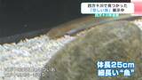 「変な魚がいた…」→専門家が見たら「とても珍しい魚」だった! 生態不明の「ワカウナギ」、四万十川下流でシラスウナギ漁をしていた男性が捕獲 | 高知のニュース・天気|KUTV NEWS | KUTVテレビ高知