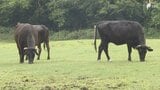 「ここまで飼料代が上がるというのは今までなかった、今は正念場」牛肉が高い! 仕入れ値やエサ代が高騰... 牛肉を取り巻く環境に厳しさ増す|TBS NEWS DIG