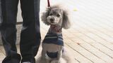 初の「トイプードル」も 石川県警が警察犬18頭を任命 行方不明者捜索で活躍　|　石川県のニュース｜MRO北陸放送