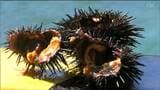 「海水温が上がってくることを期待」ウニ漁が去年より8日早く解禁　宮城・南三陸町|TBS NEWS DIG