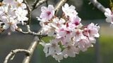 桜に菜の花…県内各地から「春の便り」続々と|TBS NEWS DIG