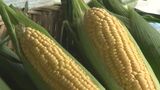 スイートコーンの収穫最盛期 コーンソフトクリーム大人気 大分・竹田市 | 大分のニュース|OBS NEWS|大分放送