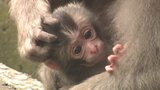 高崎山で今年初めての赤ちゃんザル誕生 名前は世界一有名なあの犬にちなんで「デコピン」 大分 | 大分のニュース|OBS NEWS|大分放送