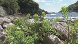 黄色い花つけるイワタイゲキ見ごろ 熊野灘の潮風に揺れる…数少ない群生地の井内浦海岸 三重・熊野市|TBS NEWS DIG