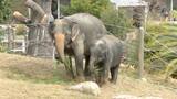 展示の目玉は”坂を上るゾウ” 福岡市動物園の3頭のゾウあす全面公開 3回の脱走とメスゾウの死のりこえ | 福岡のニュース|RKB NEWS|RKB毎日放送