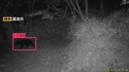 AIカメラが成獣とみられるクマ1頭を検知 市は現地調査も姿を確認されず 富山・砺波市庄川町 | 富山のニュース|天気・防災|チューリップテレビ