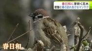 青森市にも春の息吹　穏やかな春日和で「マンサク」咲き始めスズメものんびり　雪も徐々に溶け始め季節は一歩ずつ春へ　合浦公園|TBS NEWS DIG