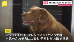 世界最高齢の犬ボビ死ぬ　31歳| TBS CROSS DIG with Bloomberg