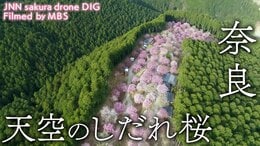 天空のしだれ桜 奈良県東吉野村 【JNN sakuraドローンDIG】|TBS NEWS DIG