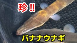【超レア】バナナ?いいえ「ウナギ」です 島根に続き岡山でも「バナナウナギ」釣れる!10年に1度見つかるかどうかの珍ウナギ【画像あり】|TBS NEWS DIG