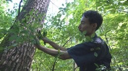 「森と自分、お互いが共に豊かになれるように」　森の香りをアロマに　1kgの枝から精油 わずか4ml　枝の採取、蒸留も自ら　山梨で手作りのアロマブランド|TBS NEWS DIG