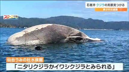 死んだ状態が長くそのまま流されてきたか」沖合に浮かぶクジラ水族館が