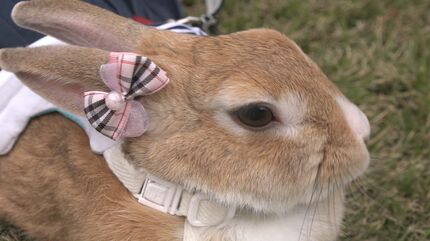 公園にうさぎが90羽…！保険の契約数は6年で8倍にまで急増 年々高まる