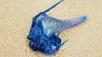 貝標本　エクアドルのバサバサの棘が無数に有る、幻蛤と月夜蛤のハイブリッド系レア種 さかな歳時記「二十四節気・啓蟄」 ぷっくり まろやか 伝説の貝