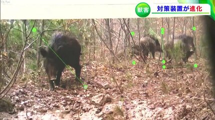 シカのしっぽとイノシシのしっぽ シカのしっぽとイノシシのしっぽ