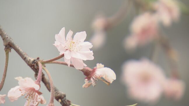 「復興には終わりがない」震災からの復興願い、サクラ植樹　福島・猪苗代町|TBS NEWS DIG