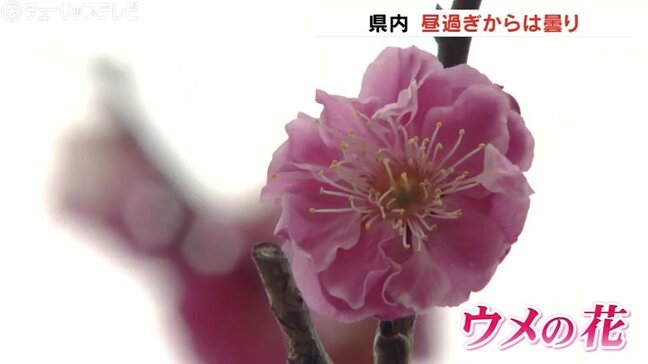 富山県内は次第に下り坂 日中気温上昇でなだれに注意 公園のウメは満開|TBS NEWS DIG
