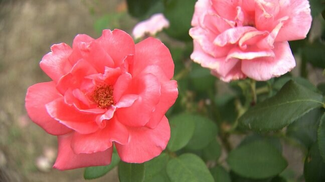 バラの「二番花」と満開のアジサイが共演！初夏のRSKバラ園【岡山】|TBS NEWS DIG